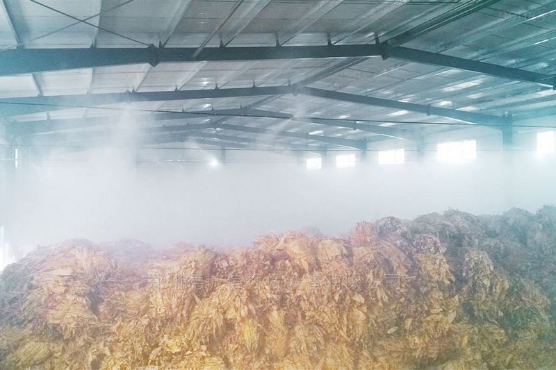 提升烟叶加工质量，高效回潮很重要