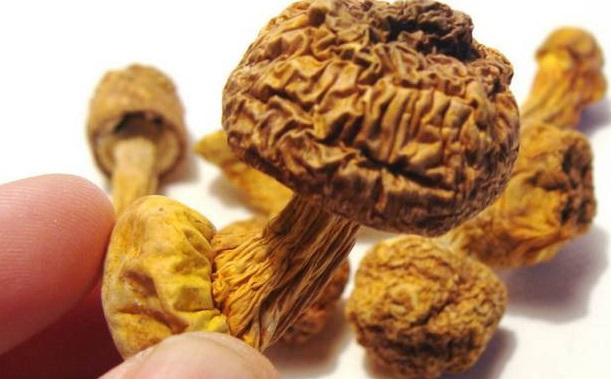 巴西菇、姬松茸烘干机-怎样烘干色泽好且菇体褶片完整？