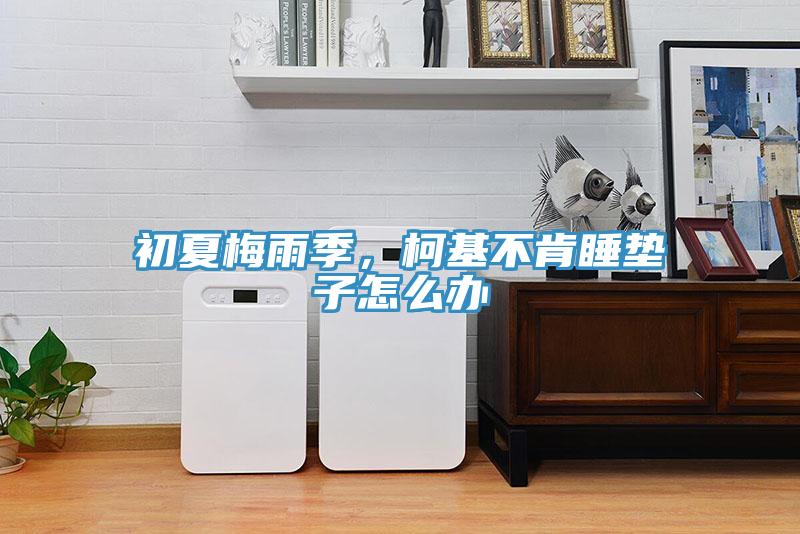 初夏梅雨季，柯基不肯睡垫子怎么办