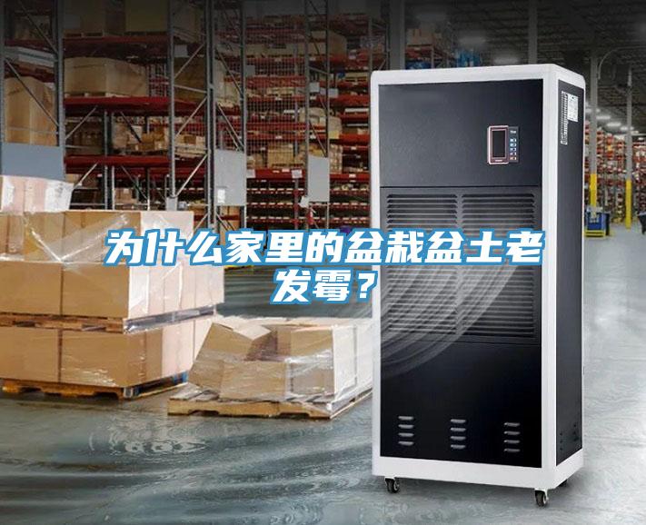 为什么家里的盆栽盆土老发霉？