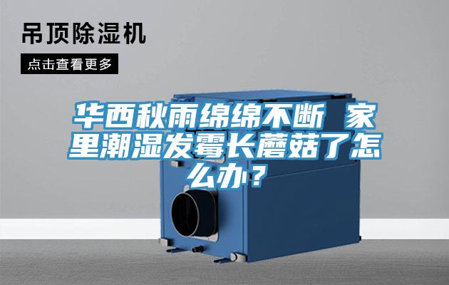 华西秋雨绵绵不断 家里潮湿发霉长蘑菇了怎么办？