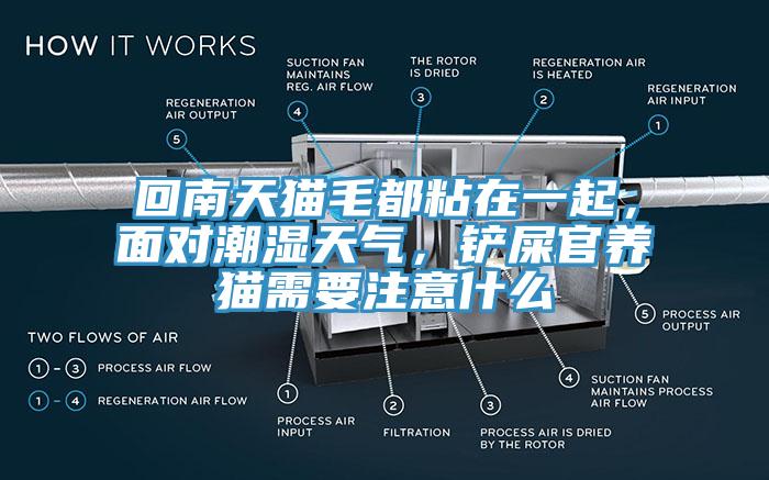 回南天猫毛都粘在一起，面对潮湿天气，铲屎官养猫需要注意什么