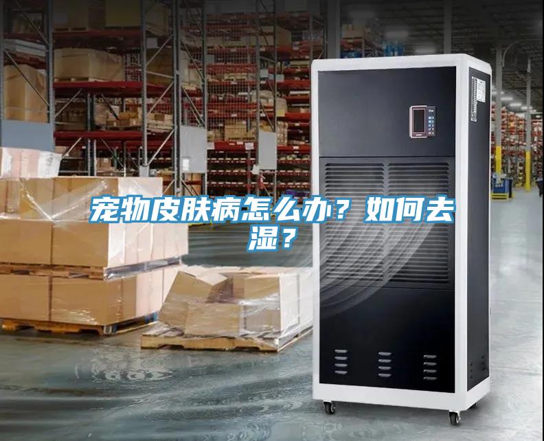 宠物皮肤病怎么办？如何去湿？