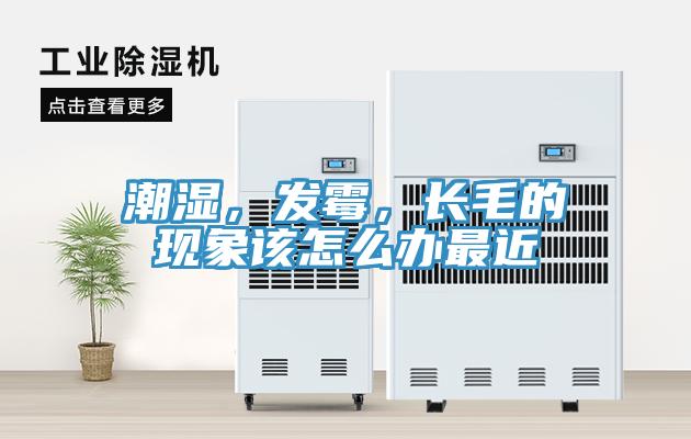 潮湿，发霉，长毛的现象该怎么办最近