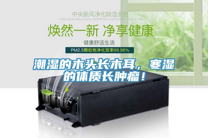 潮湿的木头长木耳，寒湿的体质长肿瘤！