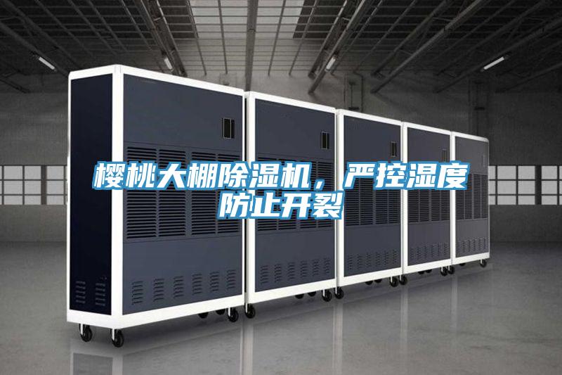 樱桃大棚小黄片直播视频，严控湿度防止开裂