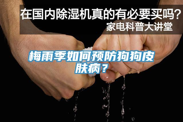 梅雨季如何预防狗狗皮肤病？