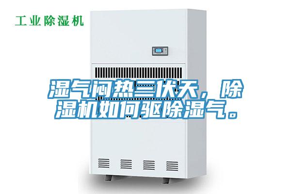 湿气闷热三伏天，小黄片直播视频如何驱除湿气。