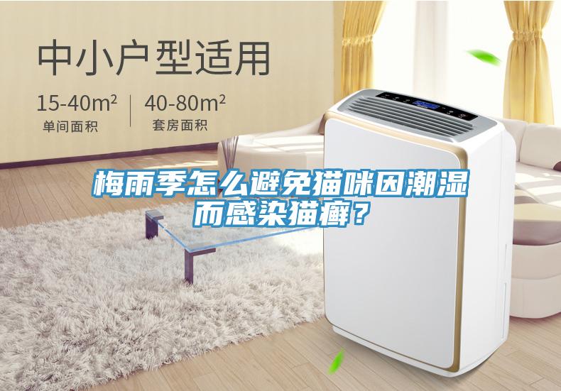 梅雨季怎么避免猫咪因潮湿而感染猫癣？