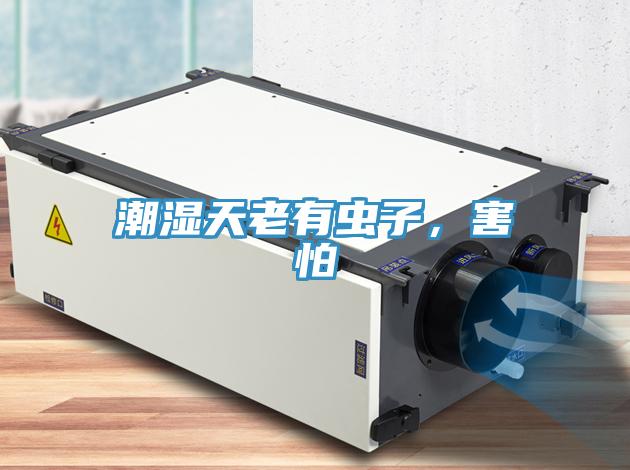 潮湿天老有虫子，害怕