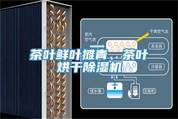 茶叶鲜叶摊青、茶叶烘干小黄片直播视频