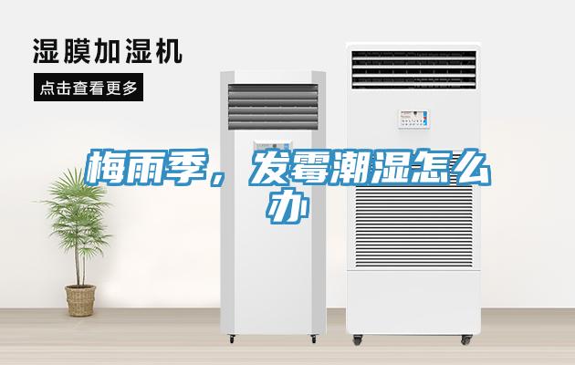 梅雨季，发霉潮湿怎么办