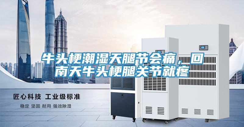 牛头梗潮湿天腿节会痛，回南天牛头梗腿关节就疼