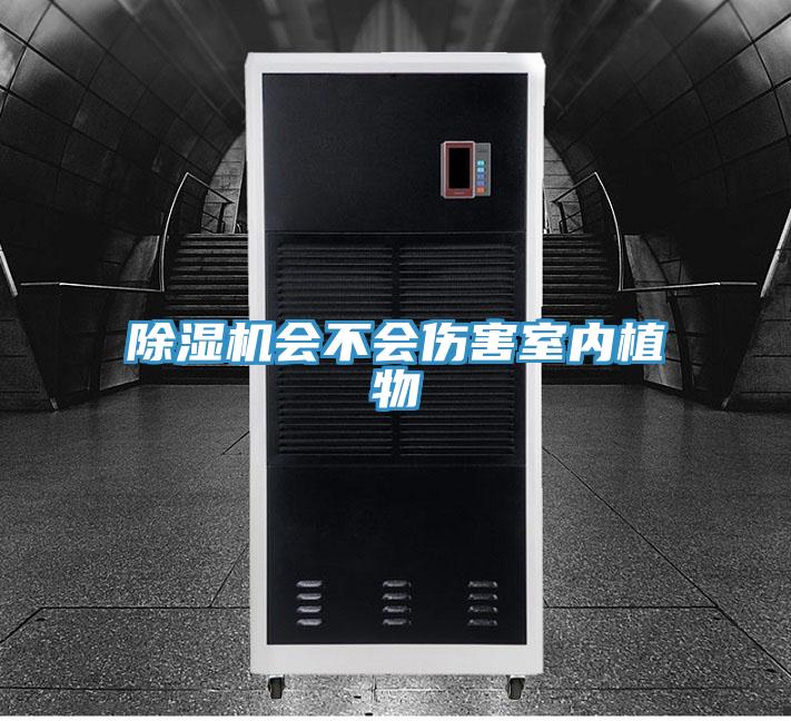 小黄片直播视频会不会伤害室内植物