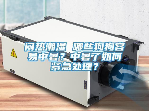 闷热潮湿 哪些狗狗容易中暑？中暑了如何紧急处理？