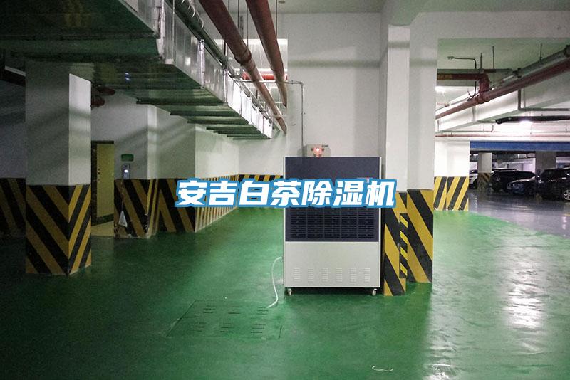 安吉白茶小黄片直播视频