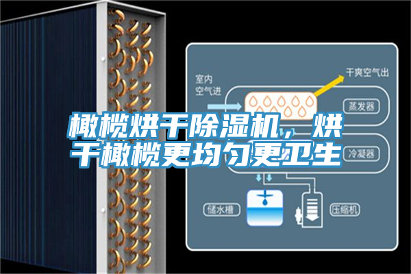 橄榄烘干小黄片直播视频，烘干橄榄更均匀更卫生