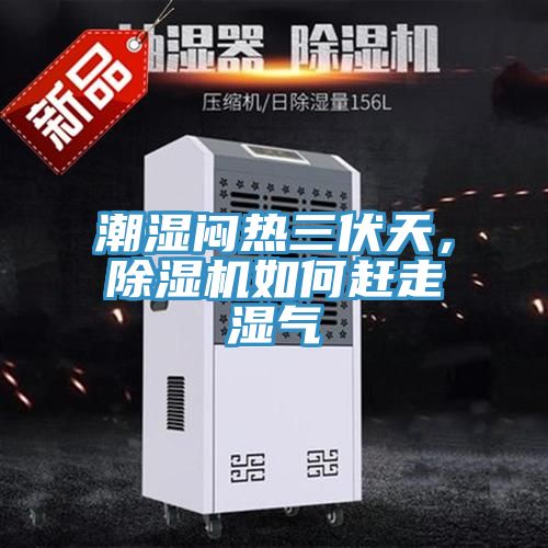 潮湿闷热三伏天，小黄片直播视频如何赶走湿气