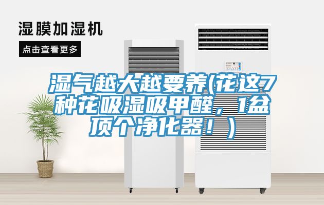 湿气越大越要养(花这7种花吸湿吸甲醛，1盆顶个净化器！)