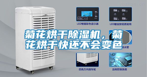 菊花烘干小黄片直播视频，菊花烘干快还不会变色
