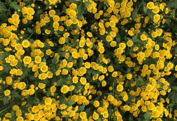 农场胎菊小菊花野菊花烘干小黄片直播视频