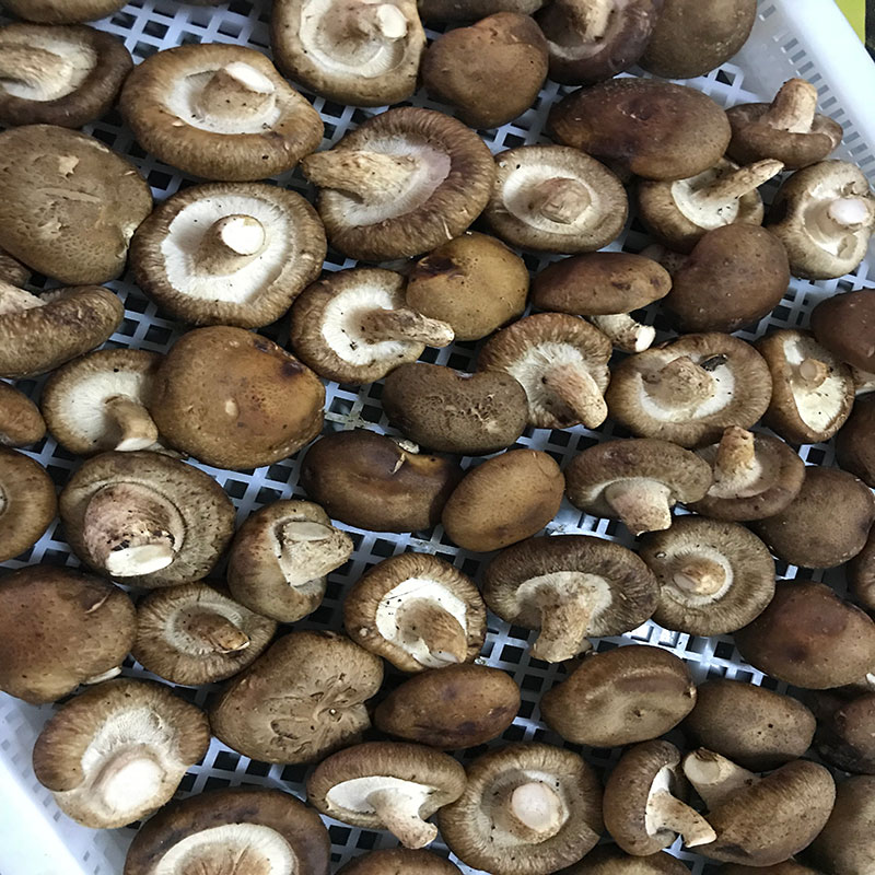 湖北省京山县的菇农代表选用午夜小黄片APP午夜小黄片APP食用菌烘干机模块即香菇烘干机